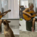 Resgatada de um lixão, vira-lata Peggy aprende a cantar no momento certo e faz sucesso na internet