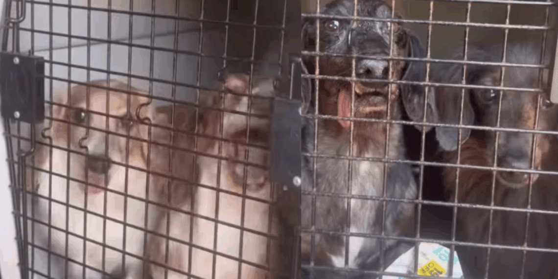 Idoso e ceguinho, cão salsicha é o único de 42 resgatados que ainda não encontrou um lar definitivo