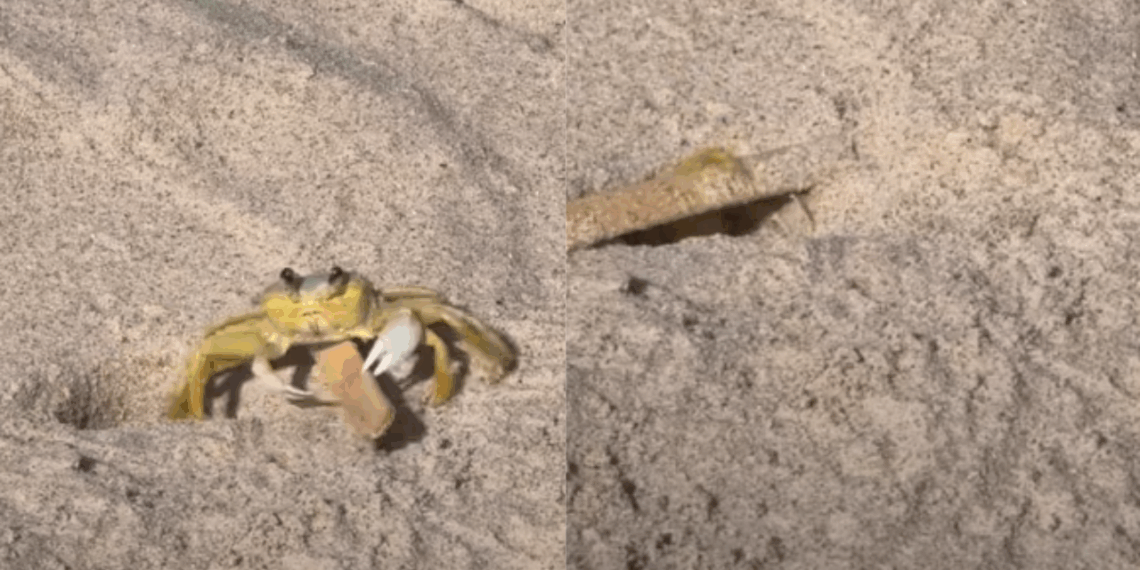 Caranguejo surpreende internet ao mostrar persistência extrema para levar palito de picolé para a toca