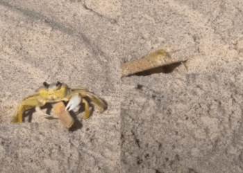 Caranguejo surpreende internet ao mostrar persistência extrema para levar palito de picolé para a toca