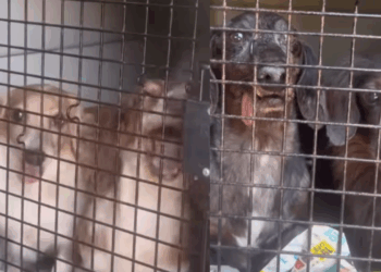 Idoso e ceguinho, cão salsicha é o único de 42 resgatados que ainda não encontrou um lar definitivo