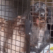 Idoso e ceguinho, cão salsicha é o único de 42 resgatados que ainda não encontrou um lar definitivo