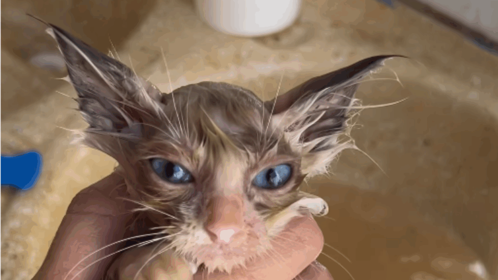 Gatinho resgatado no pior caso de pulgas que abrigo já viu vira “gato de filme” após o primeiro banho