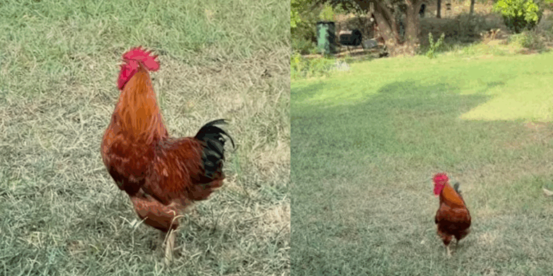 Galo alerta perigo, galinhas correm para abrigo sob roseiral e fazendeira descobre o motivo inusitado