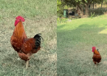 Galo alerta perigo, galinhas correm para abrigo sob roseiral e fazendeira descobre o motivo inusitado