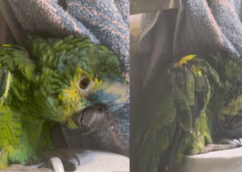 "Mais de uma década sem água": papagaio idoso resgatado toma primeiro banho da vida e comove internet
