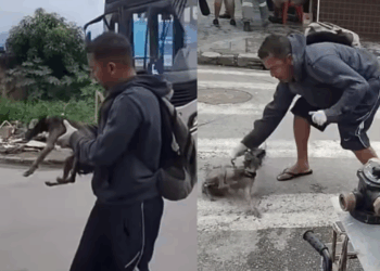 “Sem motivos para viver”: homem resgata cão debilitado na rua com uma bicicleta e emociona a web
