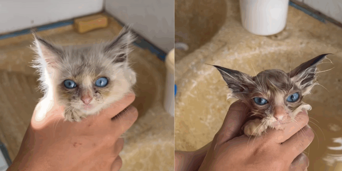 Gatinho resgatado no pior caso de pulgas que abrigo já viu vira “gato de filme” após o primeiro banho
