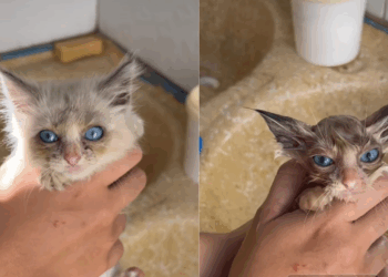 Gatinho resgatado no pior caso de pulgas que abrigo já viu vira “gato de filme” após o primeiro banho
