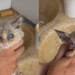 Gatinho resgatado no pior caso de pulgas que abrigo já viu vira “gato de filme” após o primeiro banho