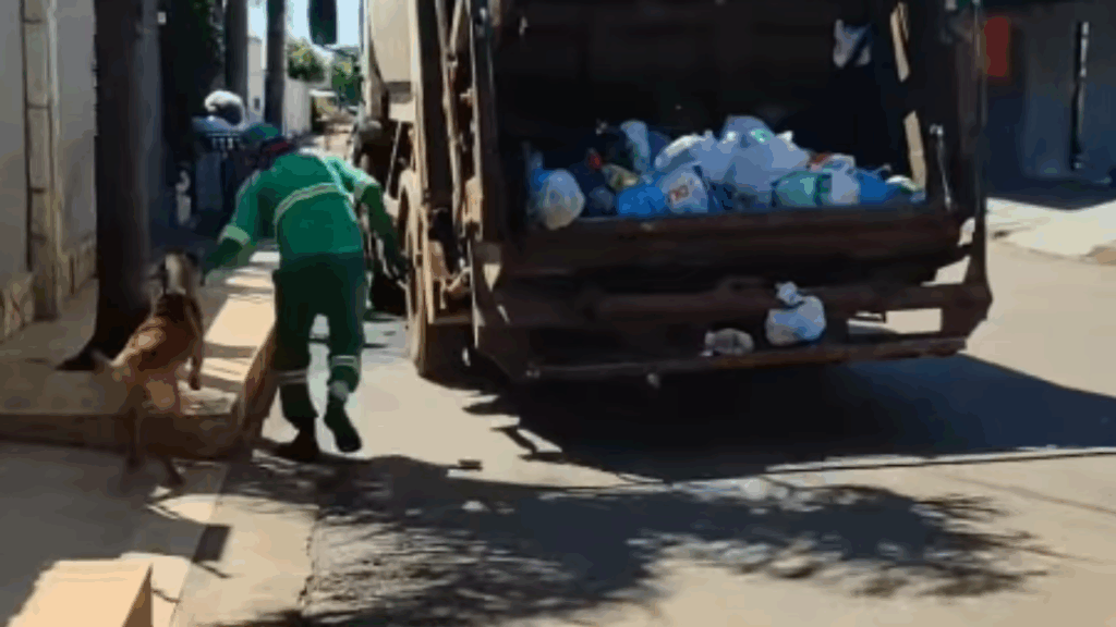 “Atrapalhante de gari”: cão caramelo espera caminhão de lixo todos os dias para brincar com amigo e encanta a web