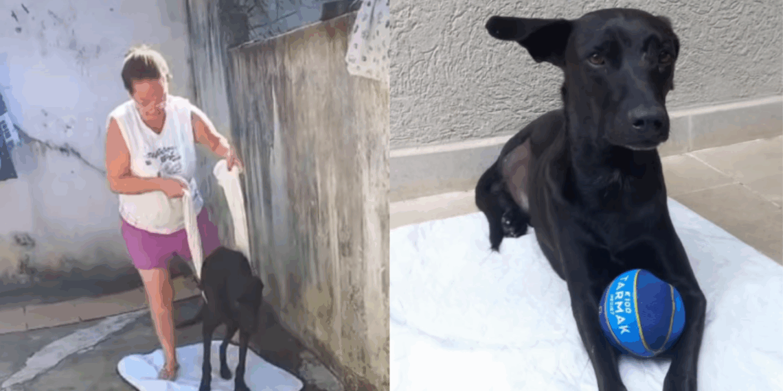Ele reaprendeu a andar apoiado em um lençol depois de seis cirurgias e comove a web em campanha de adoção