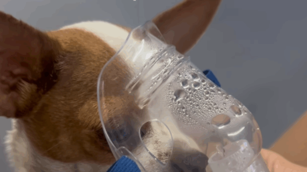 Cachorrinha pinscher precisa fazer inalação e comportamento exemplar com as patinhas encanta a internet