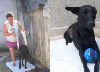 Ele reaprendeu a andar apoiado em um lençol depois de seis cirurgias e comove a web em campanha de adoção