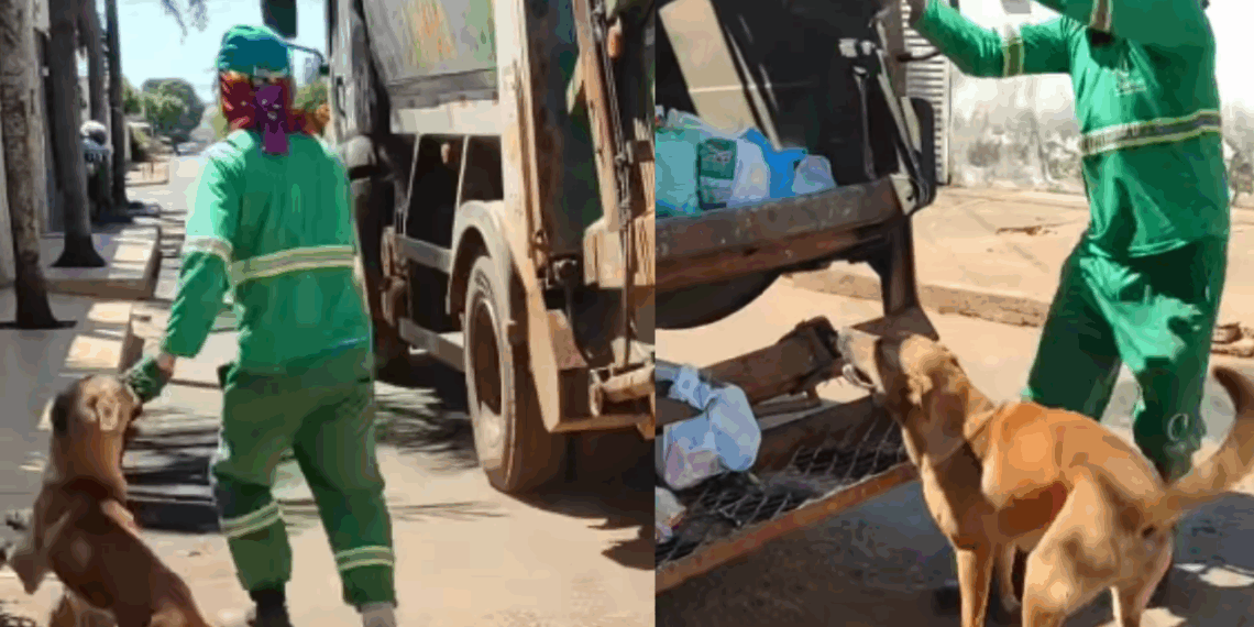 “Atrapalhante de gari”: cão caramelo espera caminhão de lixo todos os dias para brincar com amigo e encanta a web