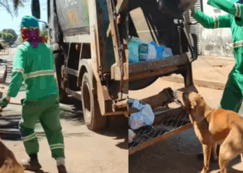 “Atrapalhante de gari”: cão caramelo espera caminhão de lixo todos os dias para brincar com amigo e encanta a web