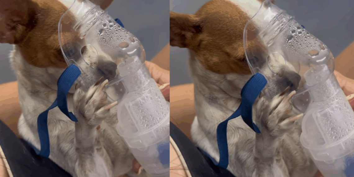 Cachorrinha pinscher precisa fazer inalação e comportamento exemplar com as patinhas encanta a internet