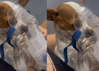 Cachorrinha pinscher precisa fazer inalação e comportamento exemplar com as patinhas encanta a internet