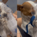 Cachorrinha pinscher precisa fazer inalação e comportamento exemplar com as patinhas encanta a internet