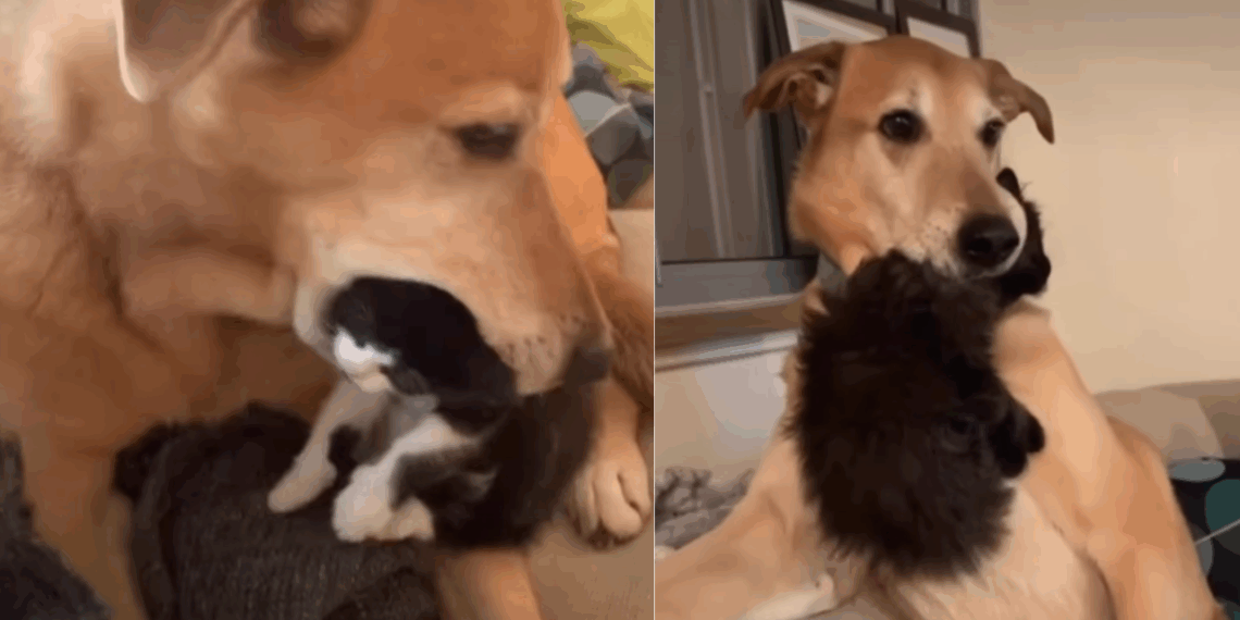 “Este é o meu bebê”: cão resgatado cuida de mais de 200 gatinhos em dez anos e comove a web
