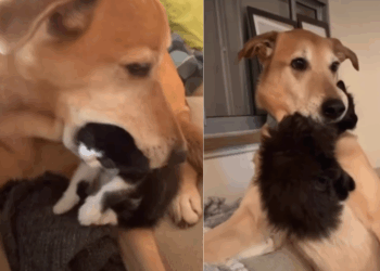 “Este é o meu bebê”: cão resgatado cuida de mais de 200 gatinhos em dez anos e comove a web
