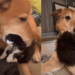 “Este é o meu bebê”: cão resgatado cuida de mais de 200 gatinhos em dez anos e comove a web