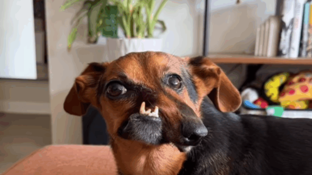 “Nariz torto, coração enorme”: dachshund rejeitado por deformidade supera passado difícil e conquista a internet