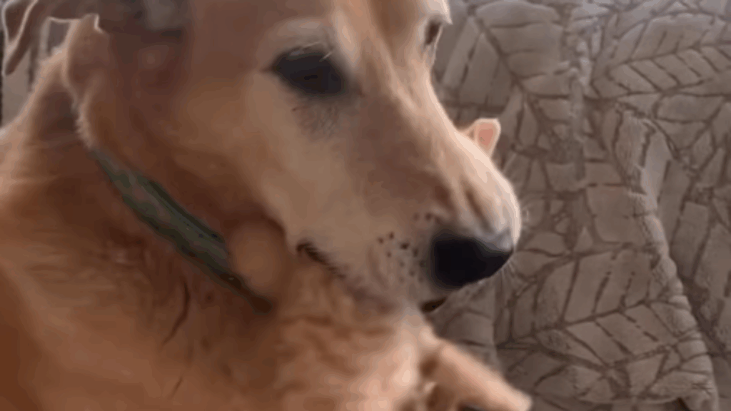 “Este é o meu bebê”: cão resgatado cuida de mais de 200 gatinhos em dez anos e comove a web