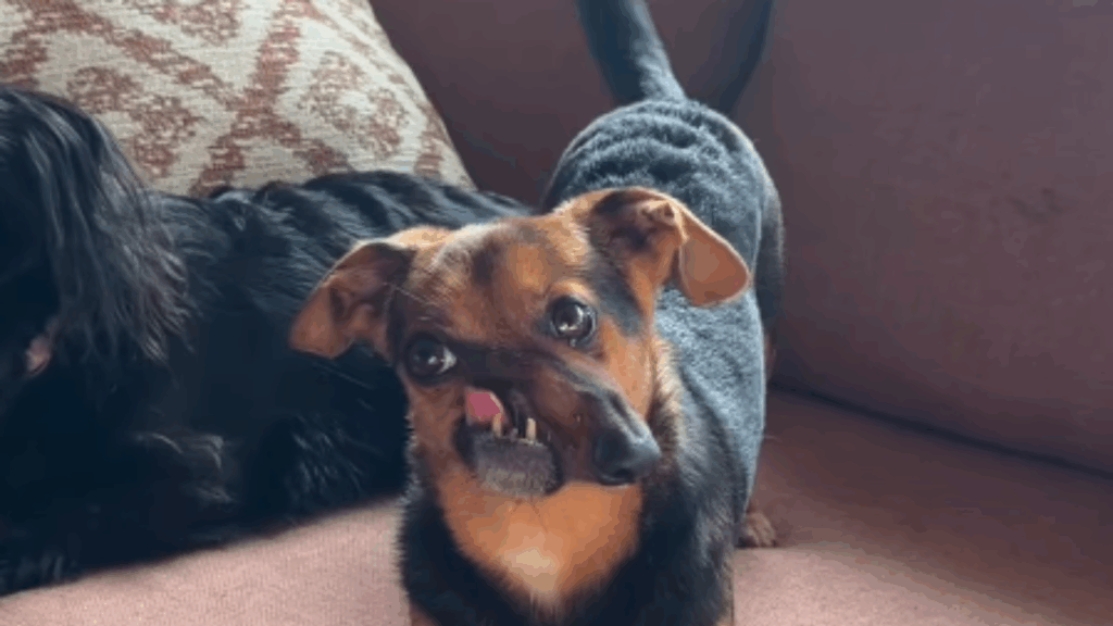 “Nariz torto, coração enorme”: dachshund rejeitado por deformidade supera passado difícil e conquista a internet