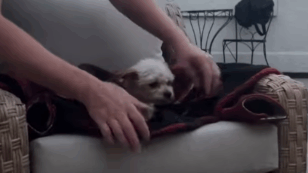 Chihuahua assustada chega presa a uma jaula e aterroriza tutores; dias depois, a rea&ccedil;&atilde;o comove a web