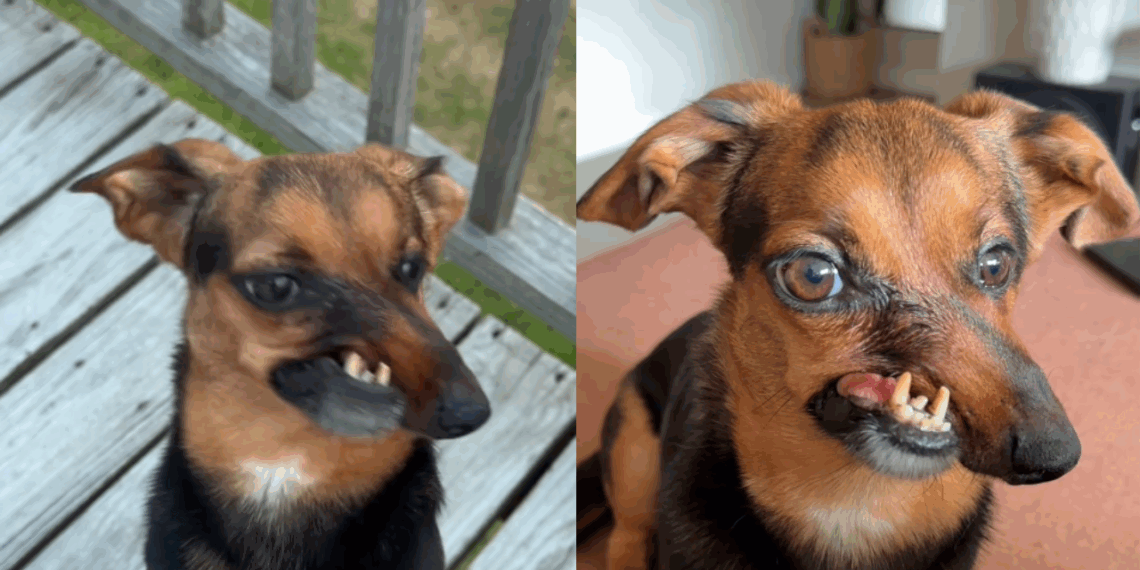 “Nariz torto, coração enorme”: dachshund rejeitado por deformidade supera passado difícil e conquista a internet