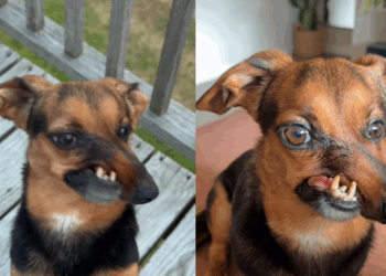 “Nariz torto, coração enorme”: dachshund rejeitado por deformidade supera passado difícil e conquista a internet