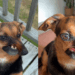 “Nariz torto, coração enorme”: dachshund rejeitado por deformidade supera passado difícil e conquista a internet
