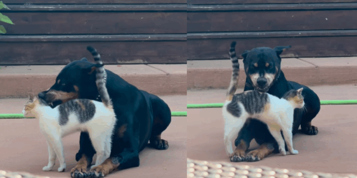 “Cara de poucos amigos”: gata ignora dentes de Dobermann idoso e vídeo com amizade inusitada viraliza