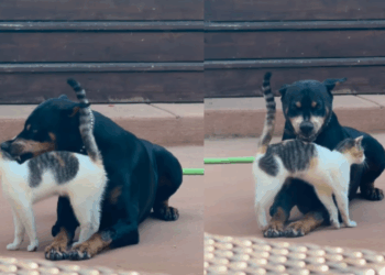 “Cara de poucos amigos”: gata ignora dentes de Dobermann idoso e vídeo com amizade inusitada viraliza