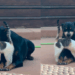 “Cara de poucos amigos”: gata ignora dentes de Dobermann idoso e vídeo com amizade inusitada viraliza
