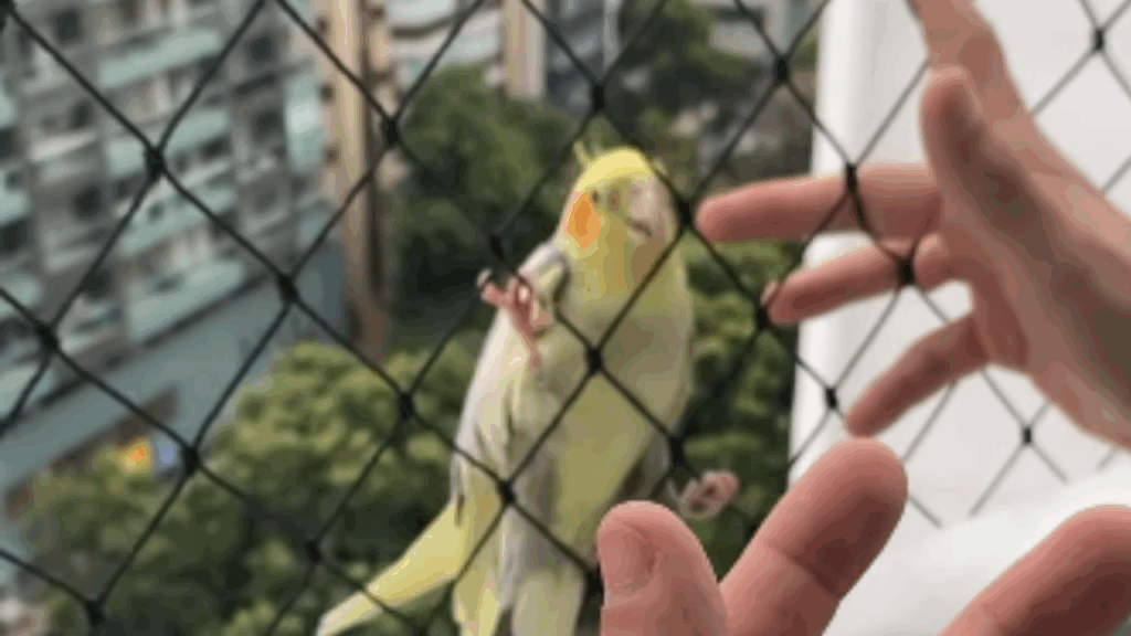 Homem resgata calopsita perdida na varanda e se surpreende quando ave parece dizer &ldquo;obrigado&rdquo;