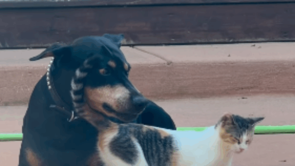 “Cara de poucos amigos”: gata ignora dentes de Dobermann idoso e vídeo com amizade inusitada viraliza