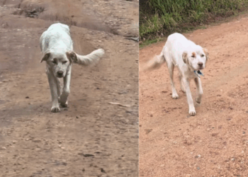 "Vida no campo e suas surpresas": cadela para na frente de carro em Porto Alegre e guia protetora até seus filhotes