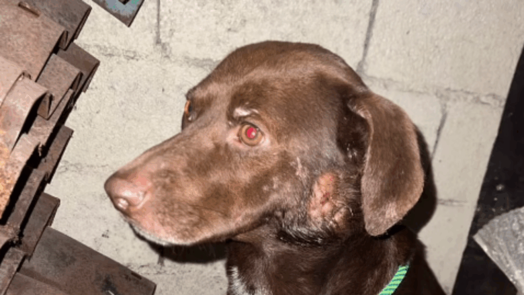 "Não sirvo para guarda": cãozinho dócil sofre ataques em fábrica por não ter instinto territorial e busca uma família