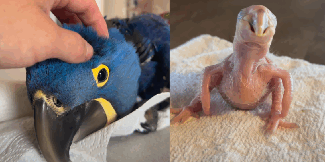 “Minha pequena maravilha”: do filhote sem penas ao banho de mangueira, tutor celebra dois anos de arara-azul