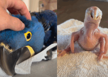 “Minha pequena maravilha”: do filhote sem penas ao banho de mangueira, tutor celebra dois anos de arara-azul