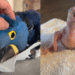 “Minha pequena maravilha”: do filhote sem penas ao banho de mangueira, tutor celebra dois anos de arara-azul