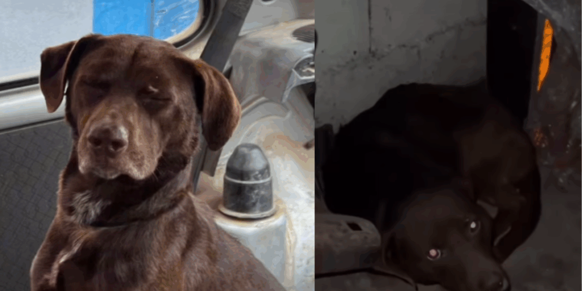 "Não sirvo para guarda": cãozinho dócil sofre ataques em fábrica por não ter instinto territorial e busca uma família