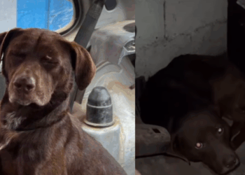 "Não sirvo para guarda": cãozinho dócil sofre ataques em fábrica por não ter instinto territorial e busca uma família