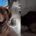 "Não sirvo para guarda": cãozinho dócil sofre ataques em fábrica por não ter instinto territorial e busca uma família