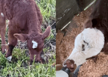 Égua adota terneirinho rejeitado pela mãe e passa a cuidar dele como se fosse seu próprio filhote