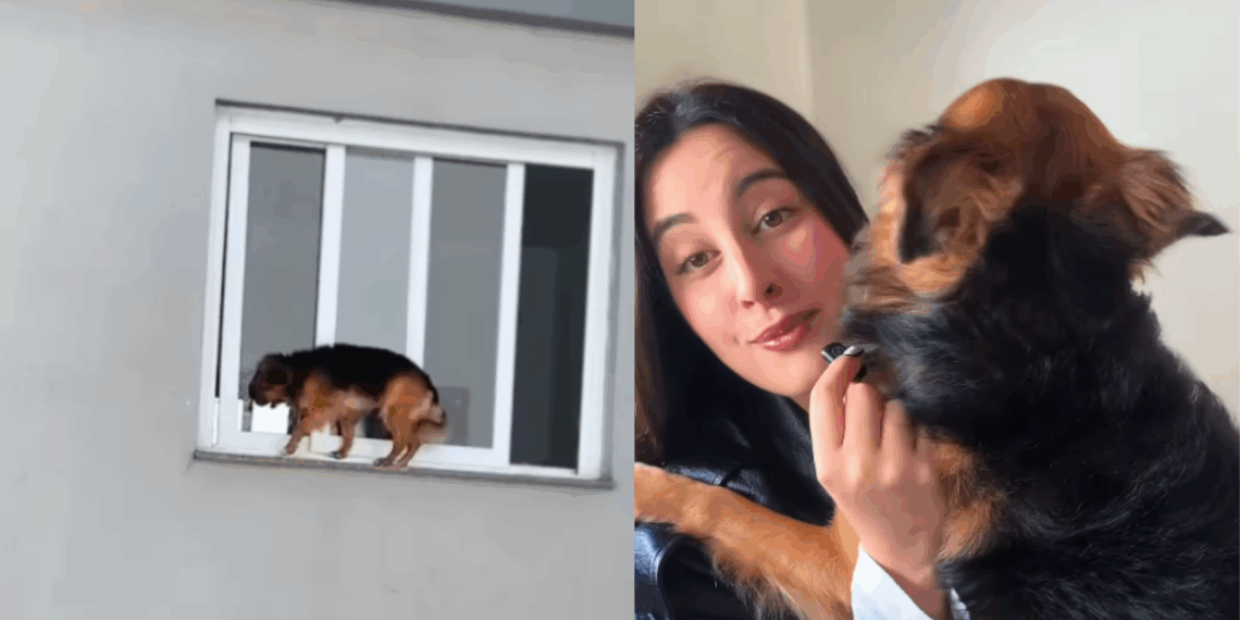 "Vida no campo e suas surpresas": cãozinho aventureiro abre janela de apartamento no 4º andar e causa pânico em tutora
