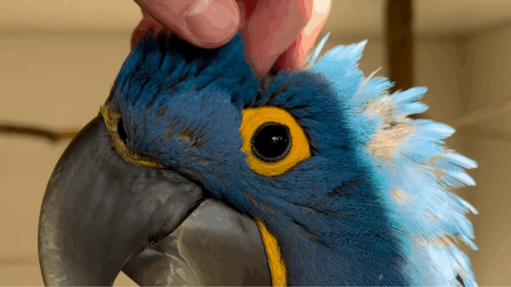 “Minha pequena maravilha”: do filhote sem penas ao banho de mangueira, tutor celebra dois anos de arara-azul
