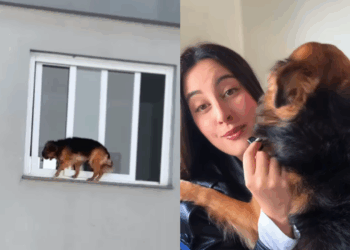 "Vida no campo e suas surpresas": cãozinho aventureiro abre janela de apartamento no 4º andar e causa pânico em tutora